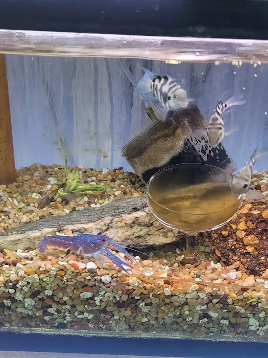 Ely's Tropical Fish Picture 4