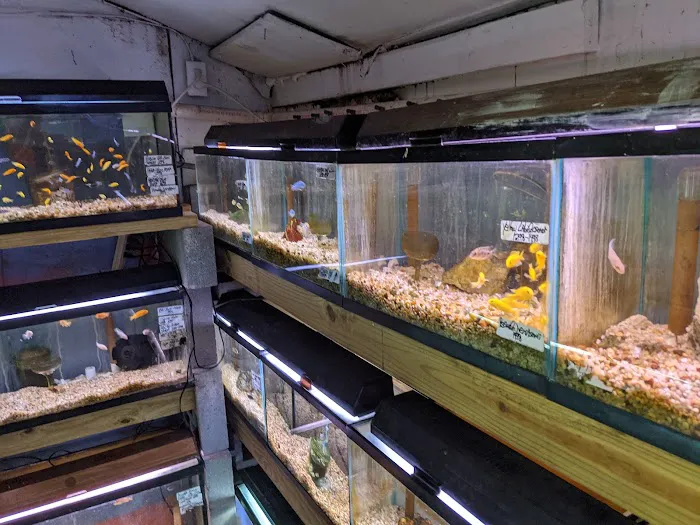 Ely's Tropical Fish Picture 5