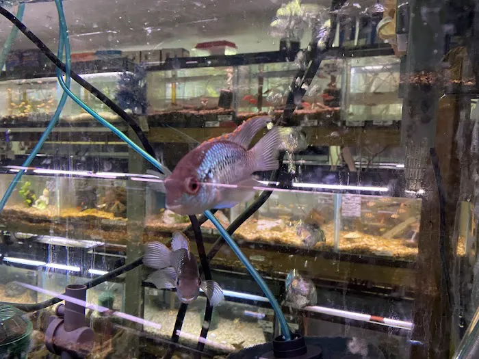 Ely's Tropical Fish Picture 7