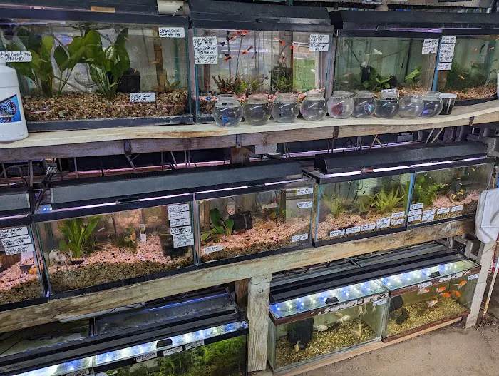 Ely's Tropical Fish Picture 8