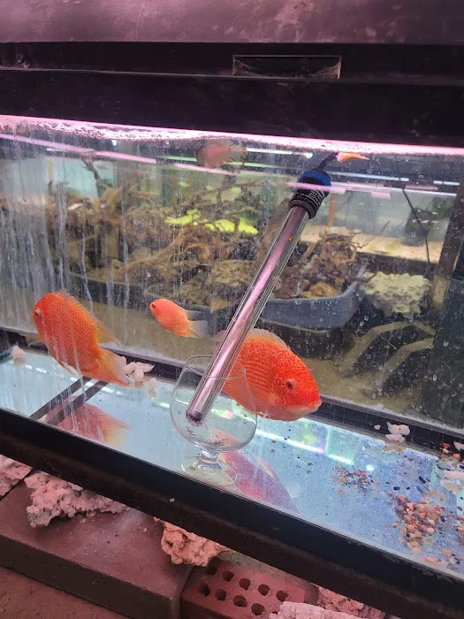 Ely's Tropical Fish Picture 10