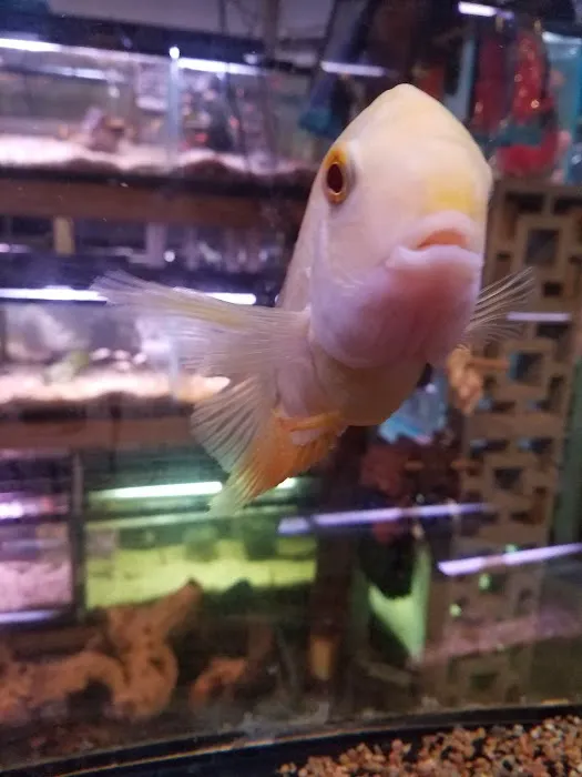 Ely's Tropical Fish Picture 9
