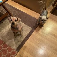 Petco ico