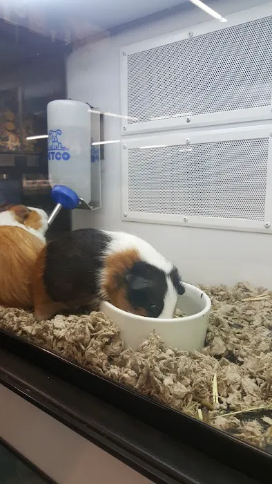 Petco Picture 4