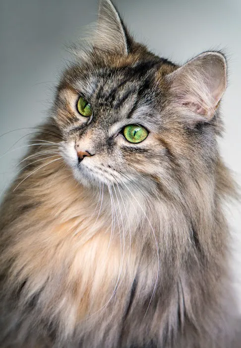 Paoli Vetcare | Main Line Vet & Animal Hospital Picture 8