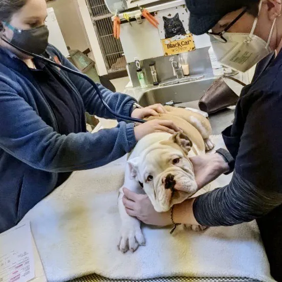 Paoli Vetcare | Main Line Vet & Animal Hospital Picture 10