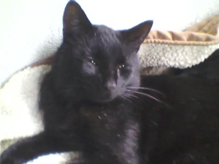 Gateway Animal Hospital Picture 8