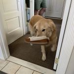 Veterinary Specialty & Emrgency Center: Chapman Peter DVM