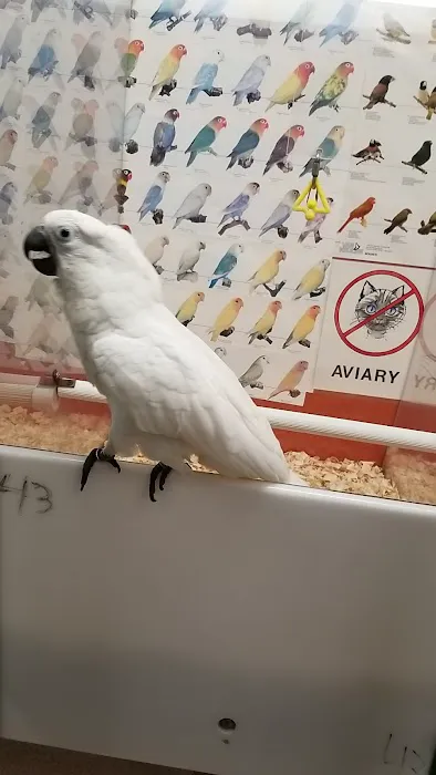 Bird Jungle Picture 1