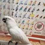 Bird Jungle