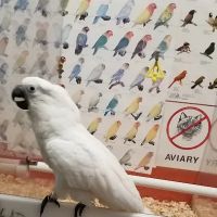 Bird Jungle ico