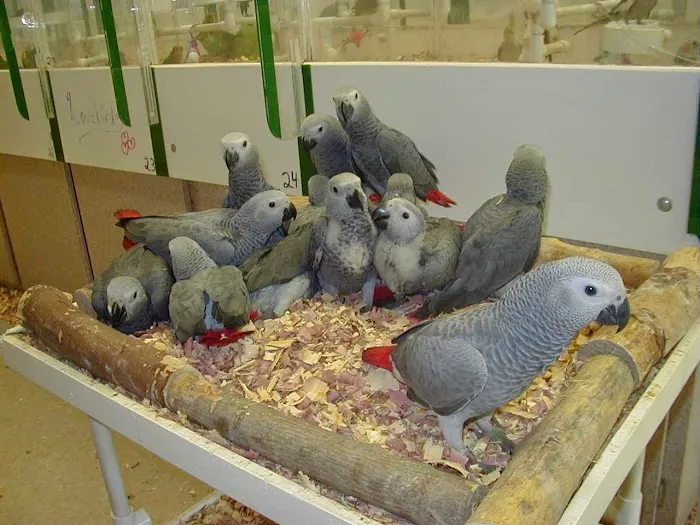 Bird Jungle Picture 5