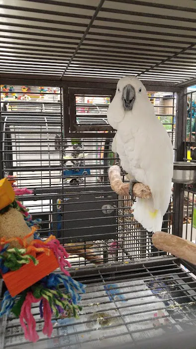 Bird Jungle Picture 8