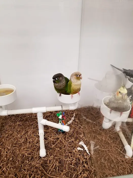 Bird Jungle Picture 10