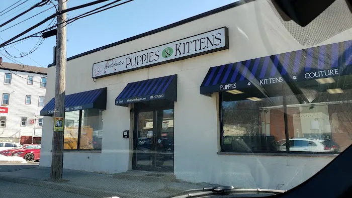 Westchester Puppies & Kittens Picture 2
