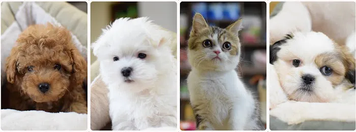 Westchester Puppies & Kittens Picture 1