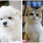 Westchester Puppies & Kittens