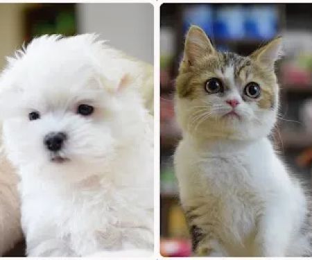 Westchester Puppies & Kittens