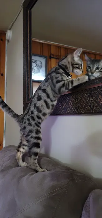 Westchester Puppies & Kittens Picture 5