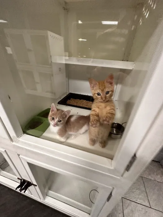 Westchester Puppies & Kittens Picture 6
