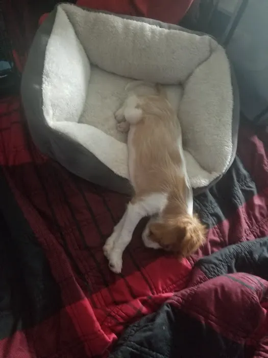 Westchester Puppies & Kittens Picture 10