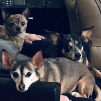SierraJack Petfoods ico