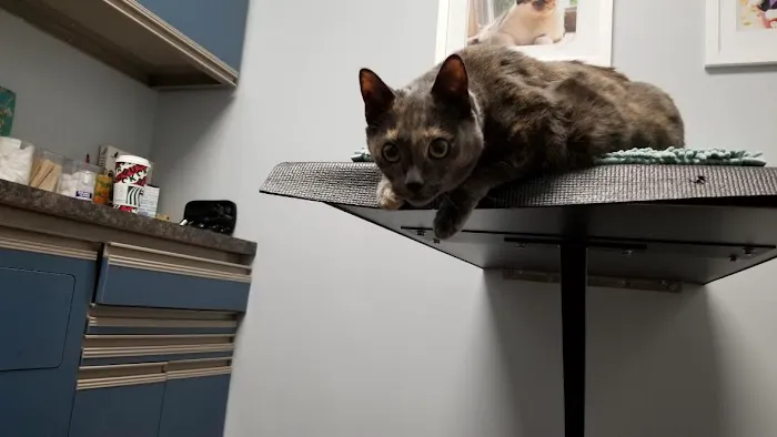 Holland Veterinary Care Picture 5