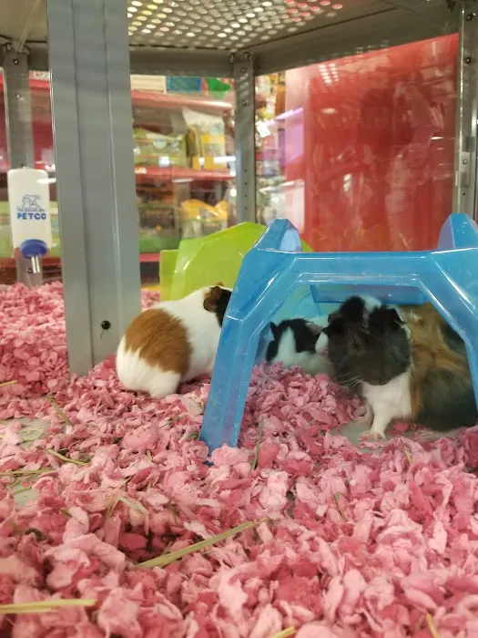 Petco Picture 5
