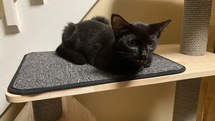 Animal Hospital of Richboro Picture 1