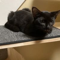 Animal Hospital of Richboro ico