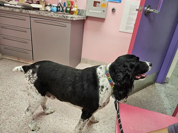 Animal Hospital of Richboro Picture 7