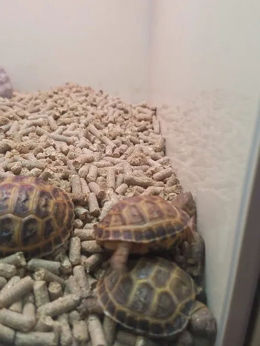 Pets Place II Picture 4