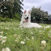Richboro Veterinary Hospital ico