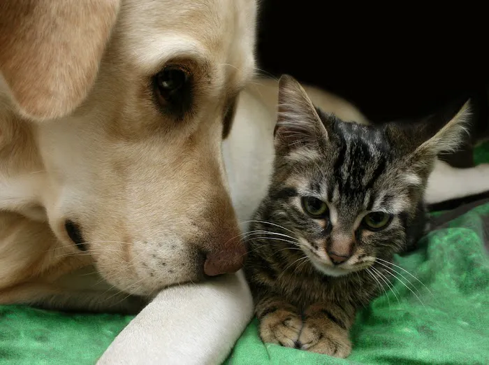 Richboro Veterinary Hospital Picture 2