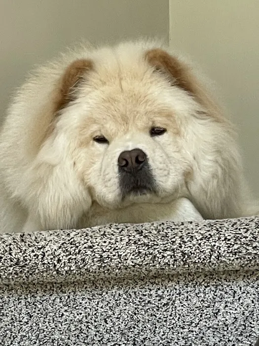 Richboro Veterinary Hospital Picture 5