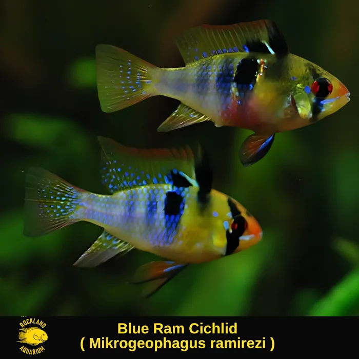 Rockland Aquarium Picture 6
