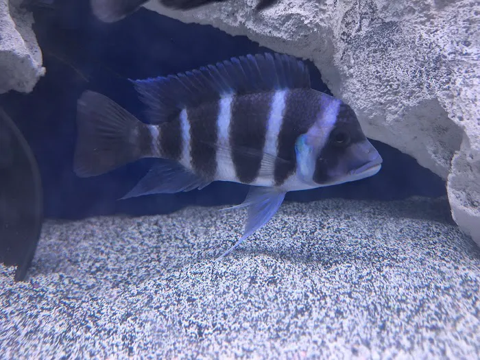 Rockland Aquarium Picture 4