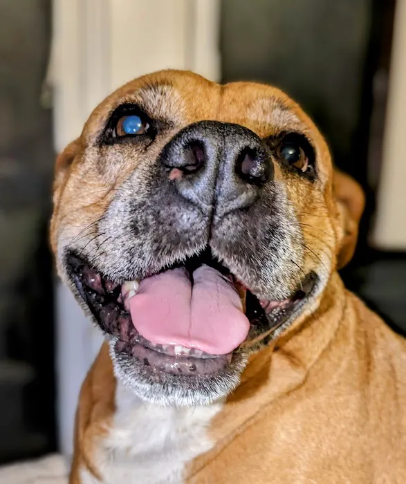 Pet's Best Friend Veterinary Hospital Picture 5