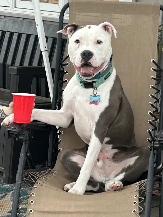Pet's Best Friend Veterinary Hospital Picture 2