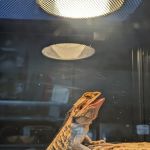 A & R Reptiles and Aquariums