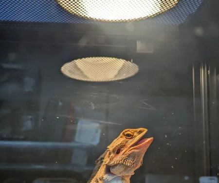 A & R Reptiles and Aquariums