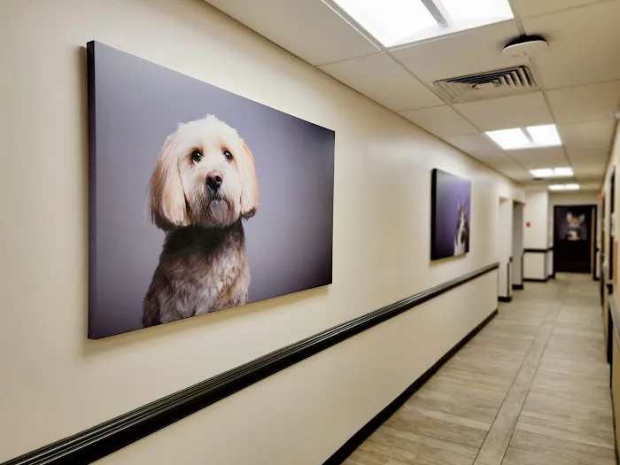 VCA Delaware Valley Animal Hospital Picture 2