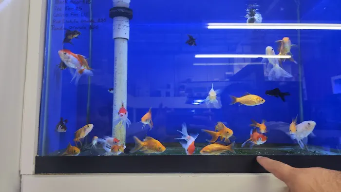 Jawz Aquarium Picture 7