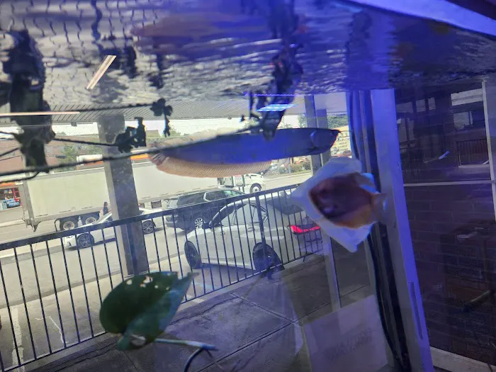 Jawz Aquarium Picture 5