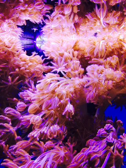Jawz Aquarium Picture 9