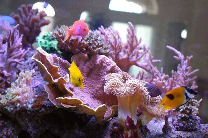Jawz Aquarium Picture 10