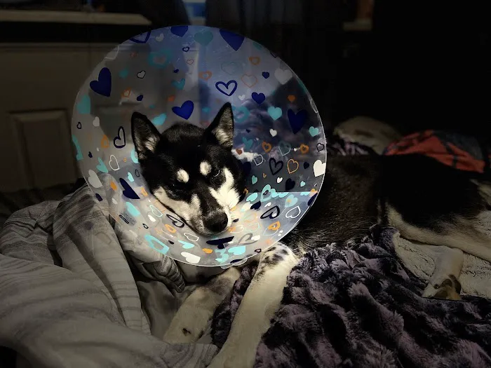 The Village Veterinarian Picture 5