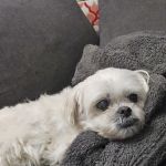 BluePearl Pet Hospital