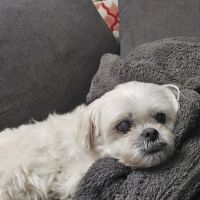 BluePearl Pet Hospital ico