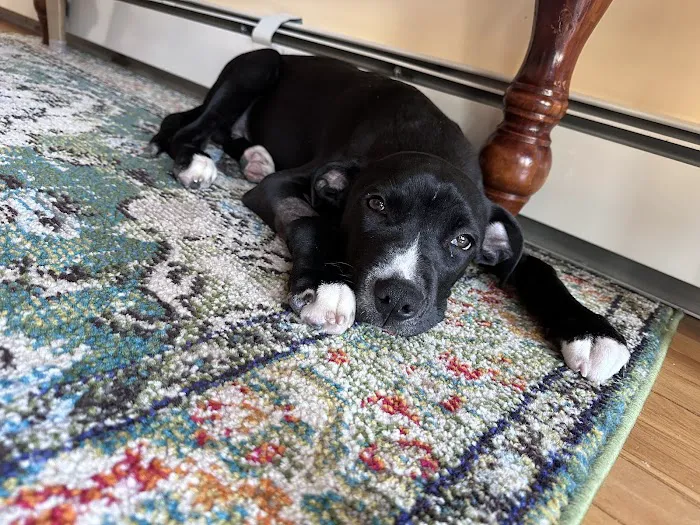 BluePearl Pet Hospital Picture 2